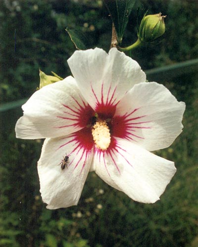 flowerx