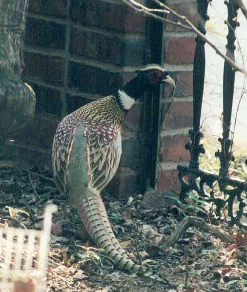 pheasant